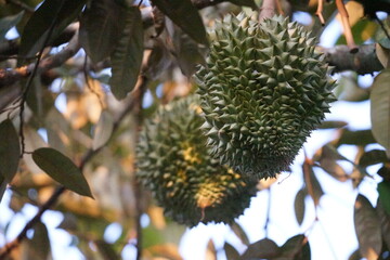 close up of a  durian fruit on tree