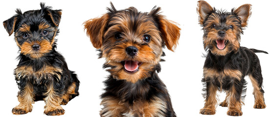 Wall Mural - Collection of happy yorkshire terrier puppies, sitting, portrait and standing, dog bundle isolated on a white background