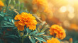 Closeup of yellow Marigold flower under sunlight 