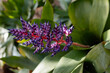 Blue, purple, white and pink flower of Aechmea fendleri or Fendlers bromeliad