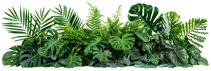 Beautiful composition with fern and other tropical leaves on white background. Banner design