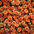 Fondo con detalle y textura de multitud de flores de tonos anaranjados, con hojas de color verde