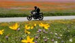 A motorcyclist stopping to admire a field of wildf upscaled 2