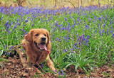 Fototapeta Sawanna - Gorgeous Golden Retriever dog with tongue lolling out laying amongst a field of bluebells