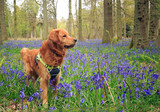 Fototapeta Sawanna - Beautiful Golden Retriever dog waering a dog harness,  looking alert while standing amongst a sea of bluebells in a natural forest setting.