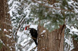 Grand Pic mâle dans la forêt en hiver