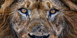 © Liliya Trott - Extreme close up of lion face, animal background, macro photo.
