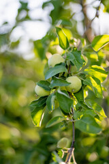 Wall Mural - Ripening apples on apple tree branch on warm summer day. Harvesting ripe fruits in an apple orchard. Growing own fruits and vegetables in a homestead.