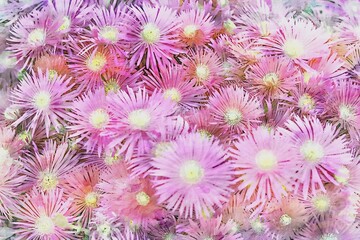 Wall Mural - pink daisy in bloom in spring