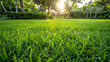 Green grass and sun