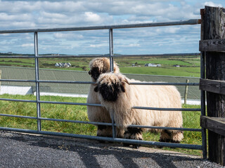 Wall Mural - Two cute black face wool sheep behind metal gate in a field, blue cloudy sky. Stylish animals in an open zoo or farm. Funny pet.