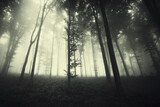Fototapeta Tęcza - dark forest in fog, spooky halloween landscape