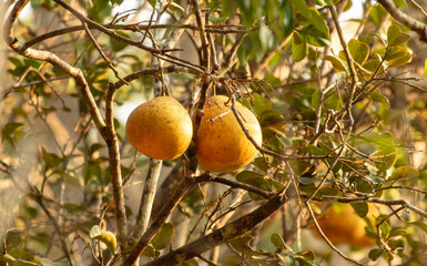 Wall Mural - Grapefruit fruits on a tree