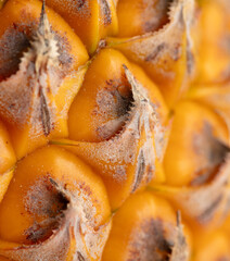 Canvas Print - Orange peel of a ripe pineapple as an abstract background. Texture