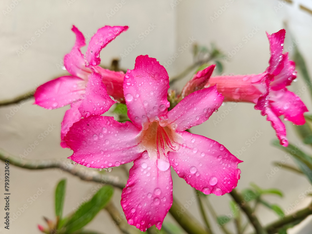 ornamental plant, adenium flower, pink impala lily, tropical adenium ...