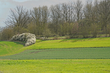 Wall Mural - Landschaft im Frühling