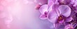 A purple orchids with a gradient background.