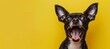 © Mari - Happy funny excited little dog with long ears and wide open mouth on bright background, banner with copy space