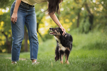 Wall Mural - cute old border collie dog being pet on the head by a young woman wearing jeans in a park in the spring