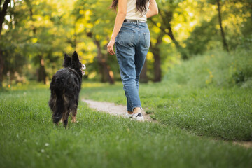 Wall Mural - old border collie dog walking a young woman wearing jeans in a park in the spring seen from the back