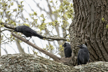 Wall Mural - three jackdaws corvus monedula perched in a tree