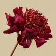 A dark red peony flower isolated on a beige background.