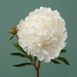 White peony flower with a bud isolated on green background.