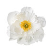 White peony with yellow stamens, isolated on a white background.