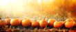 Pumpkins in a row in soft focus surroundings 