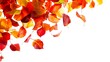 Autumn leaves on isolate white background
