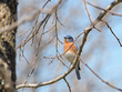 Male Eastern Bluebird perched in an oak tree in spring sun