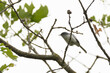 Tiny Blue-gray Gnatcatcher perched on a twig in spring; with cloudy sky background