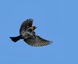 Beautiful, shiny, male Brown-headed Cowbird in flight, against clear blue sky, with copy space