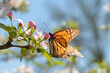 Monarch butterfly feeding on apple flowers, lit by early spring sun