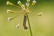 Late instar Monarch caterpillar eating flower buds of Blunt-leaved milkweed in spring