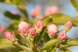Closeup of pink apple buds in early spring