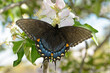 Dark morph of Tiger Swallowtail butterfly feeding nectar on apple flowers in spring