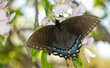 Female, black morph Eastern Tiger Swallowtail butterfly pollinating an apple flower