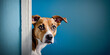 Dog peeks cautiously around the corner of a blue background, with copy spaceDog peeks cautiously around the corner of a blue background, with copy space