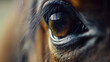 Olhos de uma cavalo - Macro