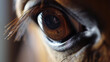 Olhos de uma cavalo - Macro