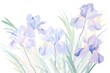 iris, blue iris