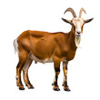 Whimsical Goat Standing Against Clean White Background