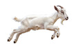 Playful Young Goat Leaping Mid-Air.