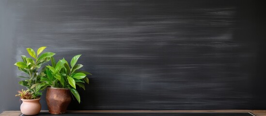 Canvas Print - two potted plants are sitting on a table in front of a blackboard