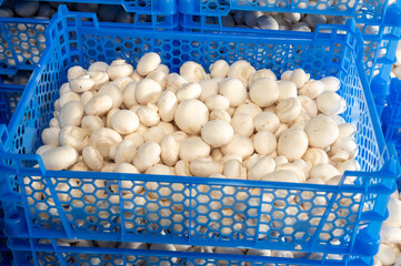 Harvest of fresh white champignons mushrooms on organic farm in Netherlands, food industry in Europe, plastic boxes with champignons ready to sale