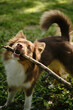 © Ekaterina - Brown active Australian Shepherd plays with tree branch on a sunny summer day in green clearing in the park. A beautiful purebred playful dog with funny fluffy ears gnawing stick outside.