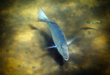 Fototapeta  - Spangled Emperor is important commercial fish of the Red Sea and Pacific Ocean, its scientific name is Lethrinus nebulosus, belongs to the family Lethrinidae, can reach 10 kg of weight 