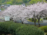 Fototapeta Nowy Jork - 雨の日の桜のトンネル。
日本の春の風景。