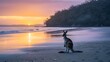 Kangaroo Wallaby Greet Dawn on a Beach in Cape Hillsborough National Park Queensland Australia